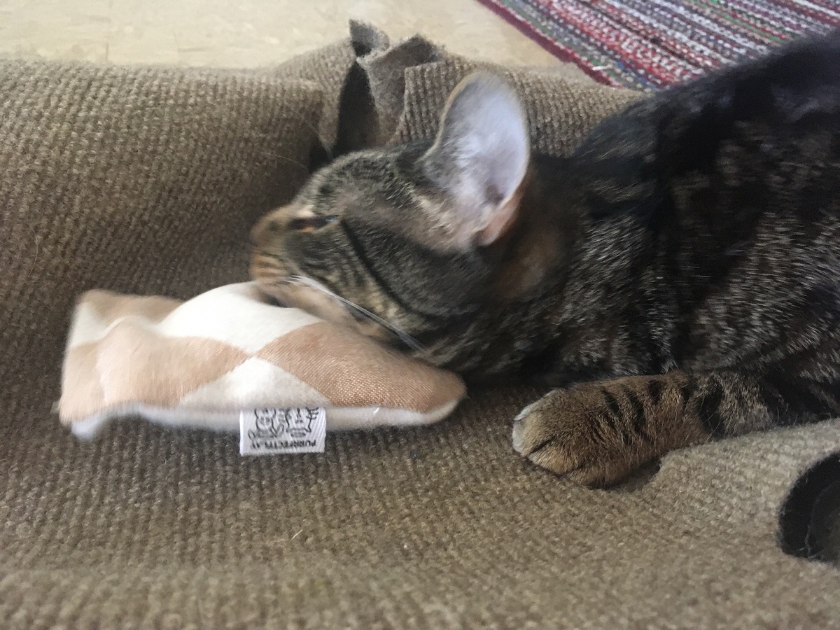 single cat household cat rubbing on catnip toy