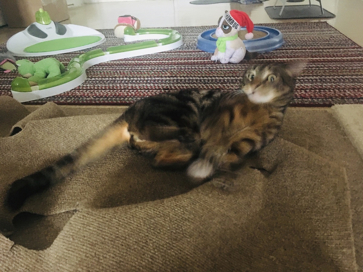 cat playing on ripple rug