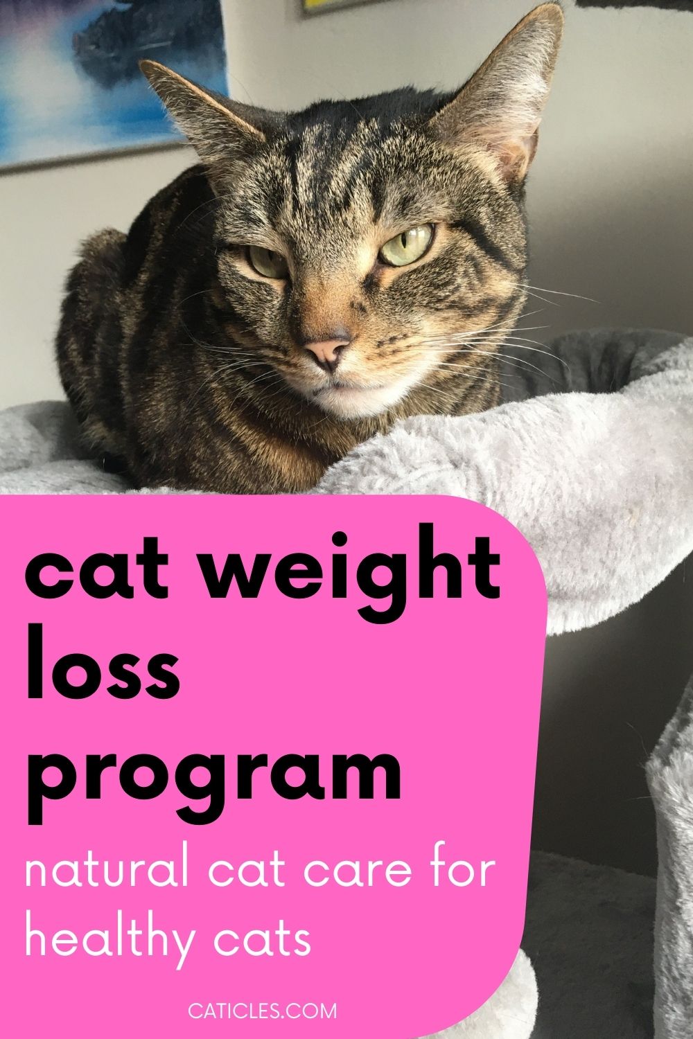 pin image cat weight loss program