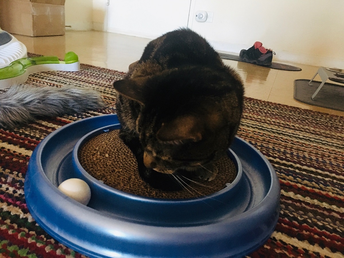 cat scratching board with ball track