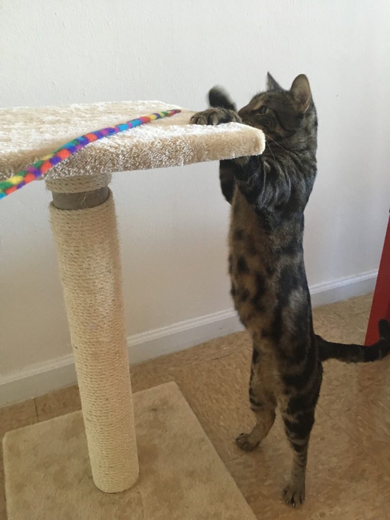 diy cat scratching board