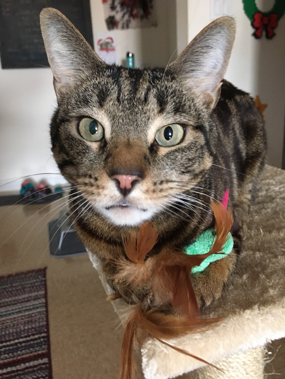 cat with bird toy