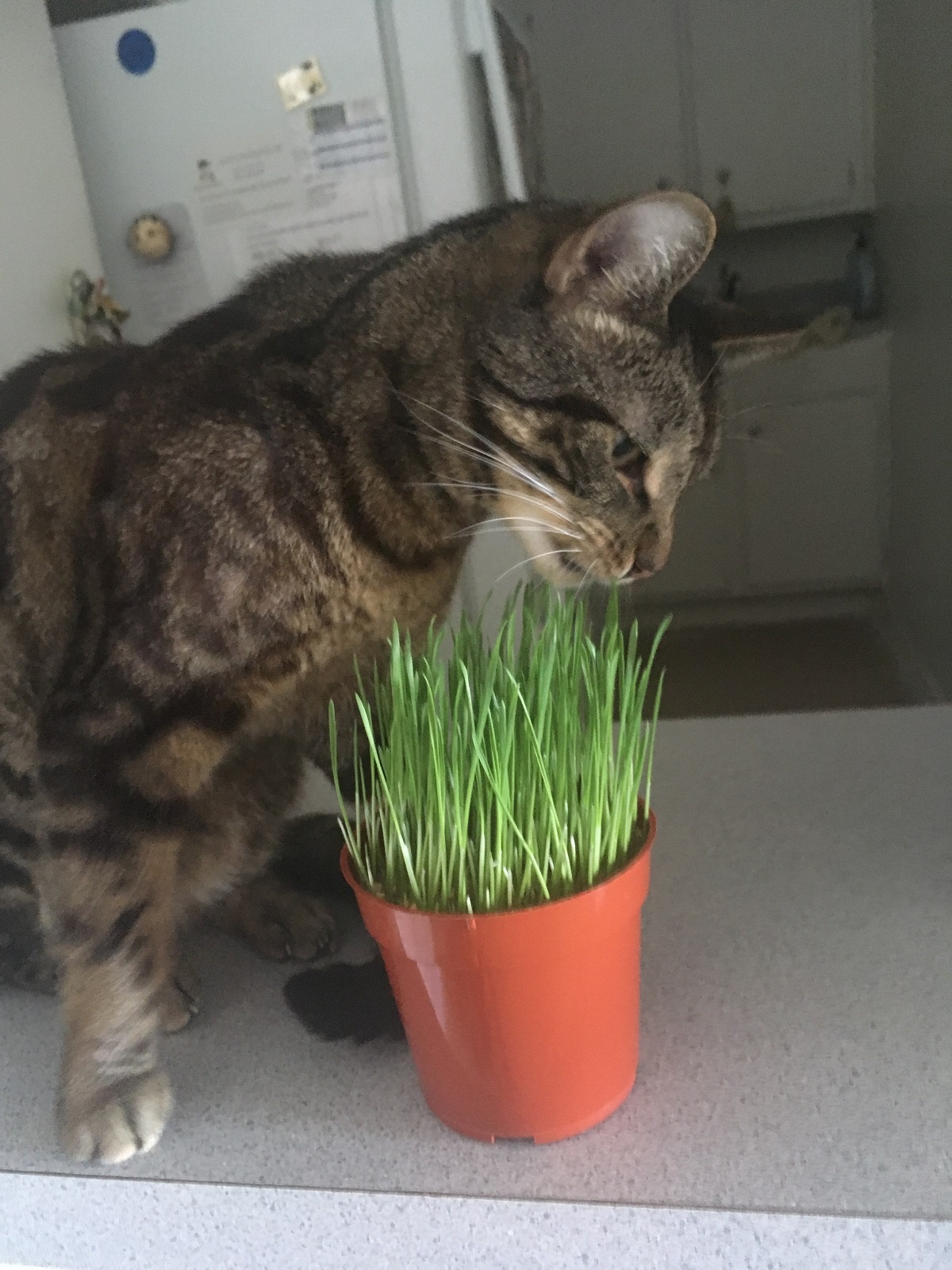 cat sniffing organic cat grass