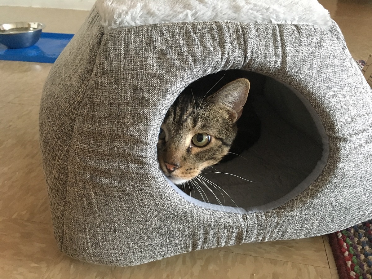 2-in-1 cat cave bed with cat inside