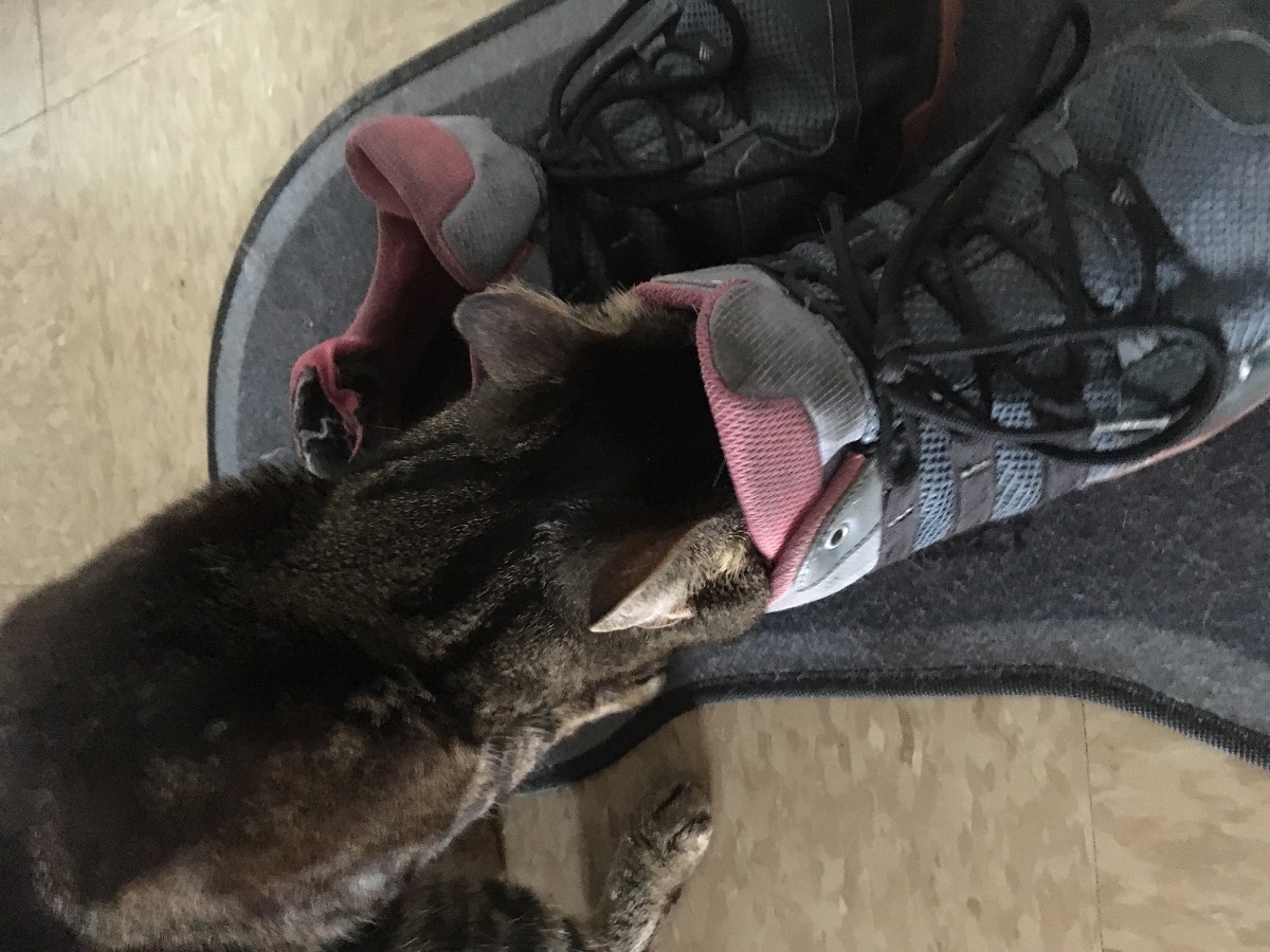 cat sniffing inside of shoe