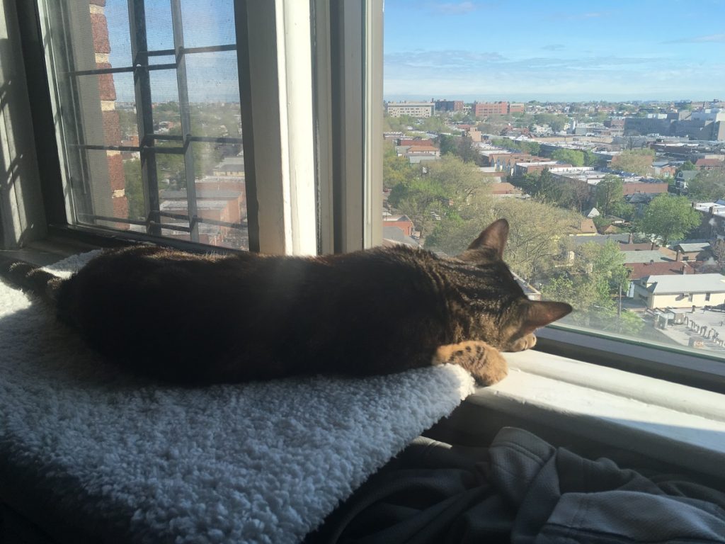 make your cat happy window perch