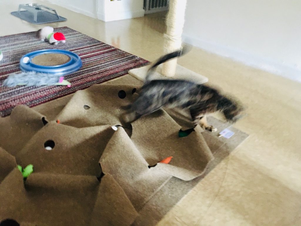 cat puzzle rug