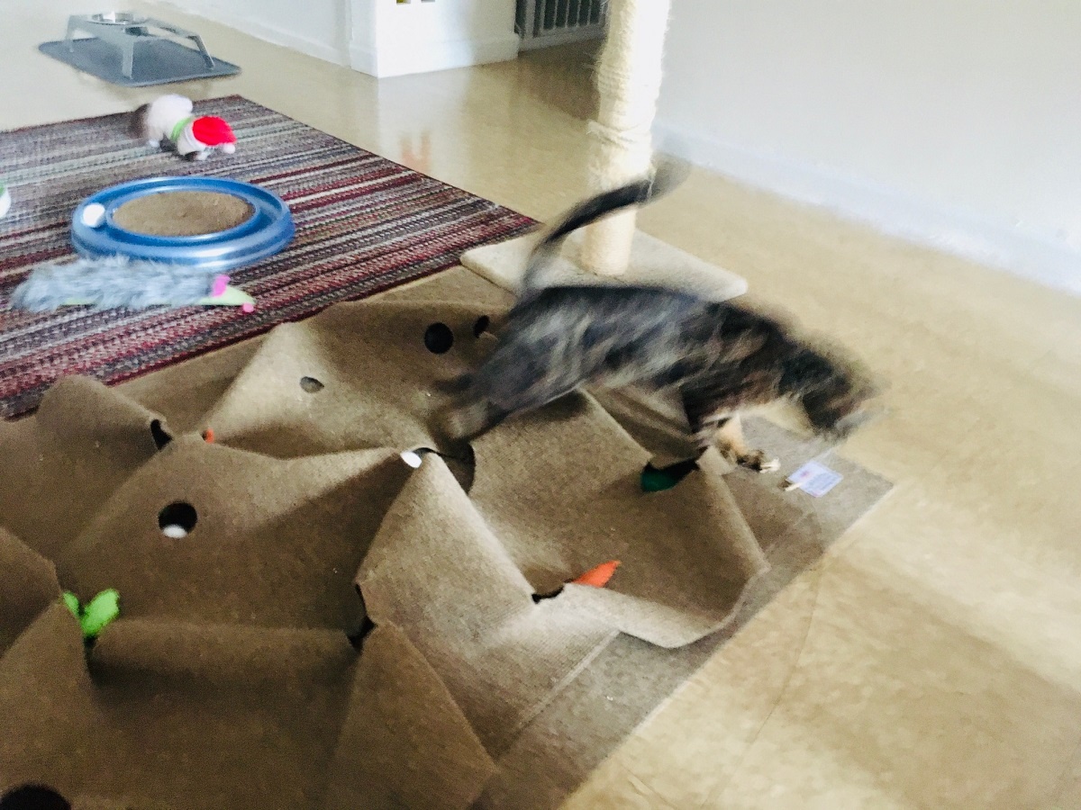 cat running across the ripple rug