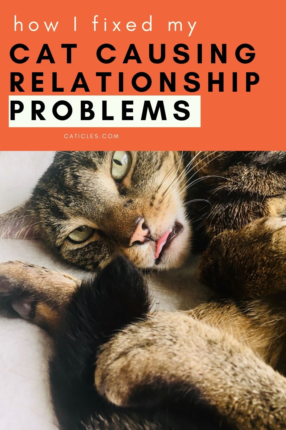 pin image how i fixed my cat causing relationship problems