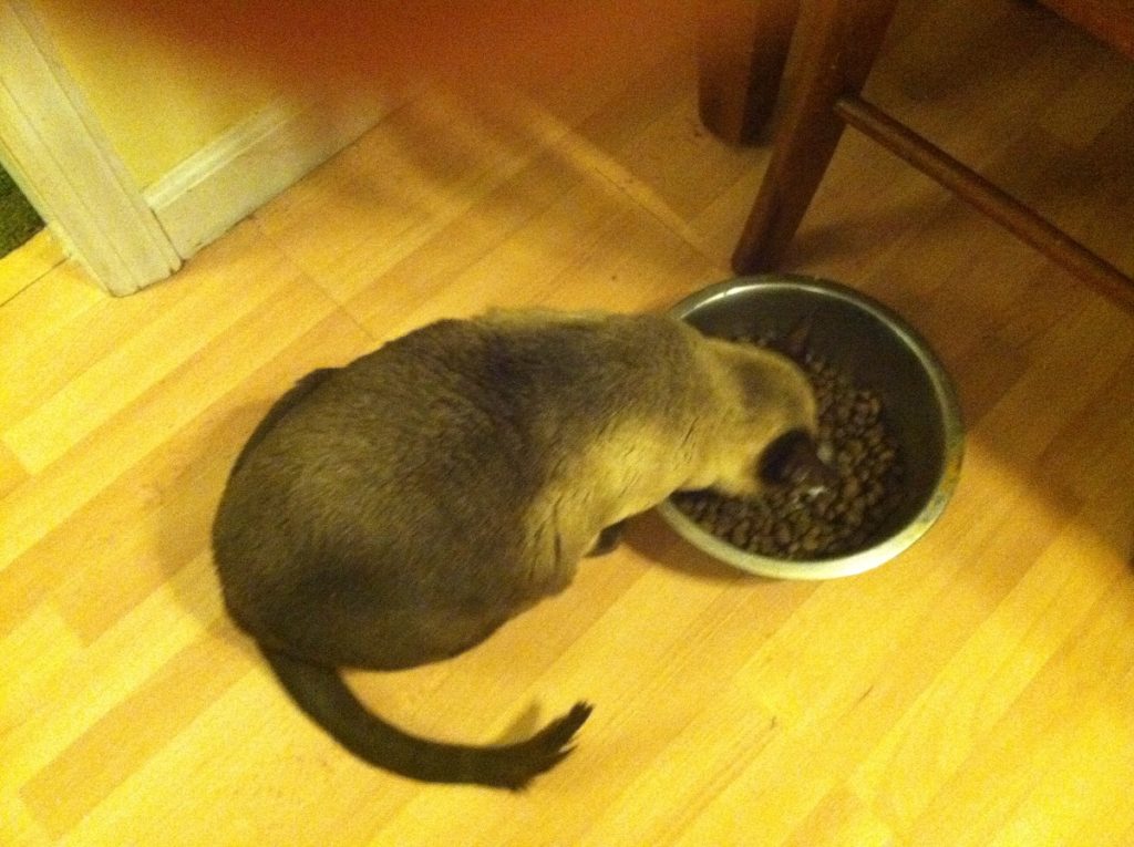 Is Kibble Bad For Cats Vet Nutritionists Talk Dry Cat Food