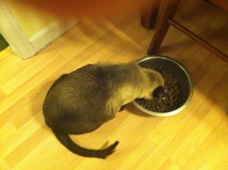 What Food do Cats Love? Best Food for Cats Guide] Jess Caticles