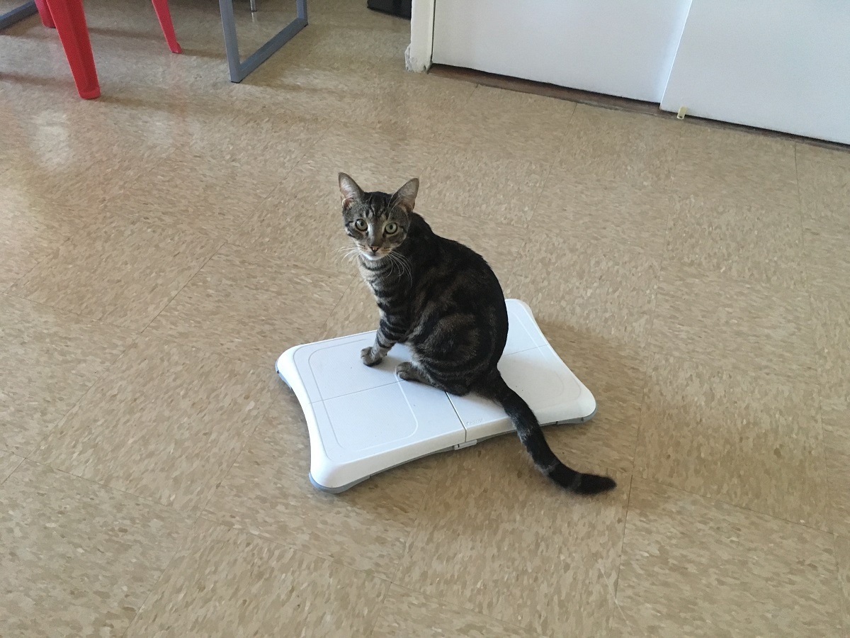 cat on weight balance board