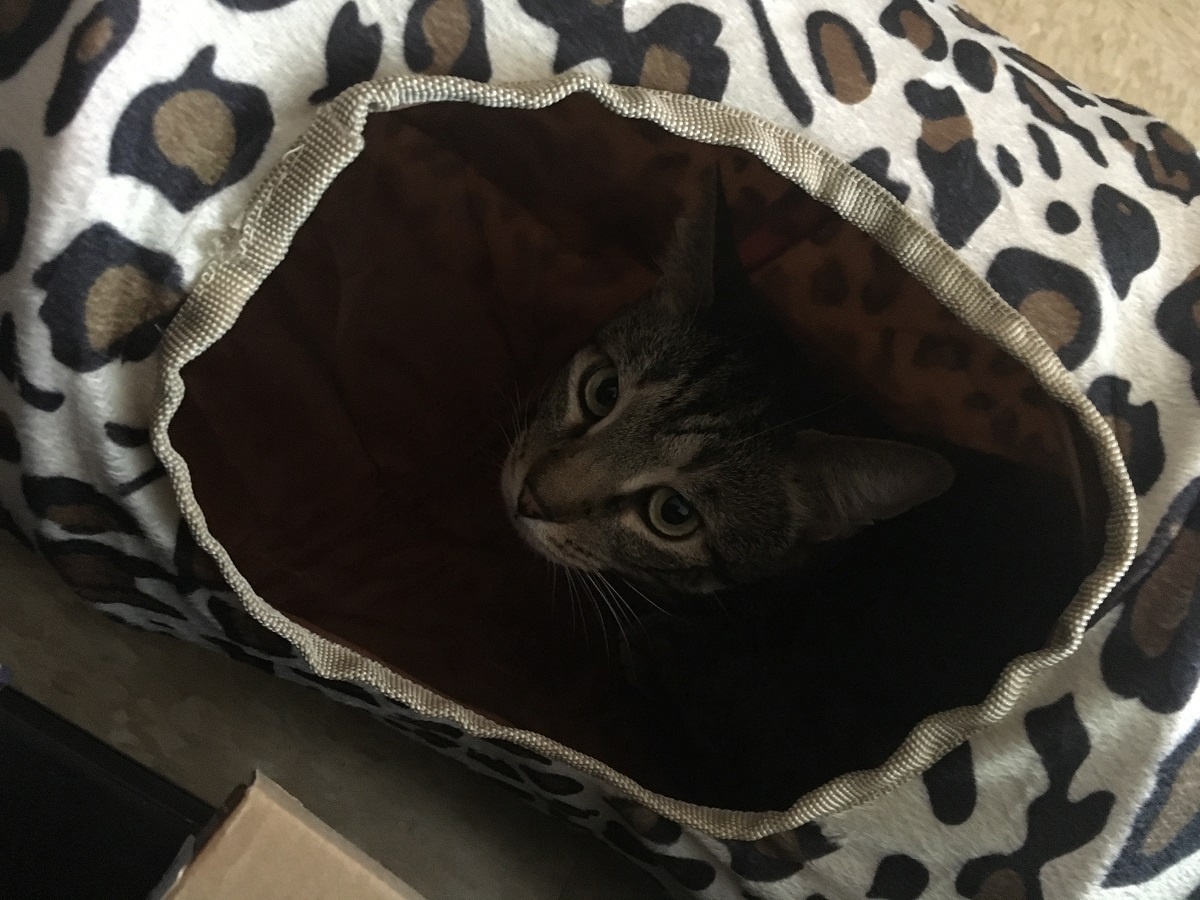 make your cat happy tunnel