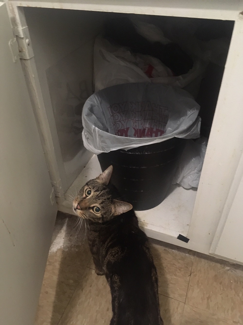 cat going into cabinet for garbage