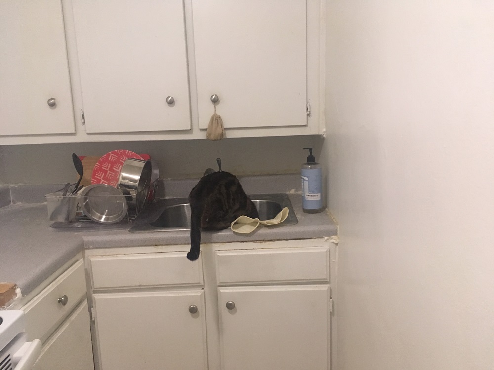 adopting a stray cat is work cat in kitchen sink