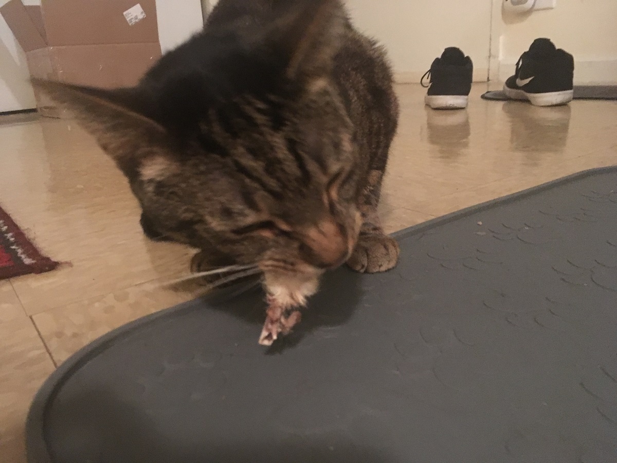 cat chewing on dehydrated rabbit foot