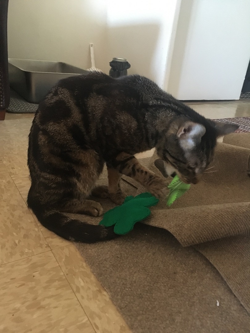 cat playing with catnip toys