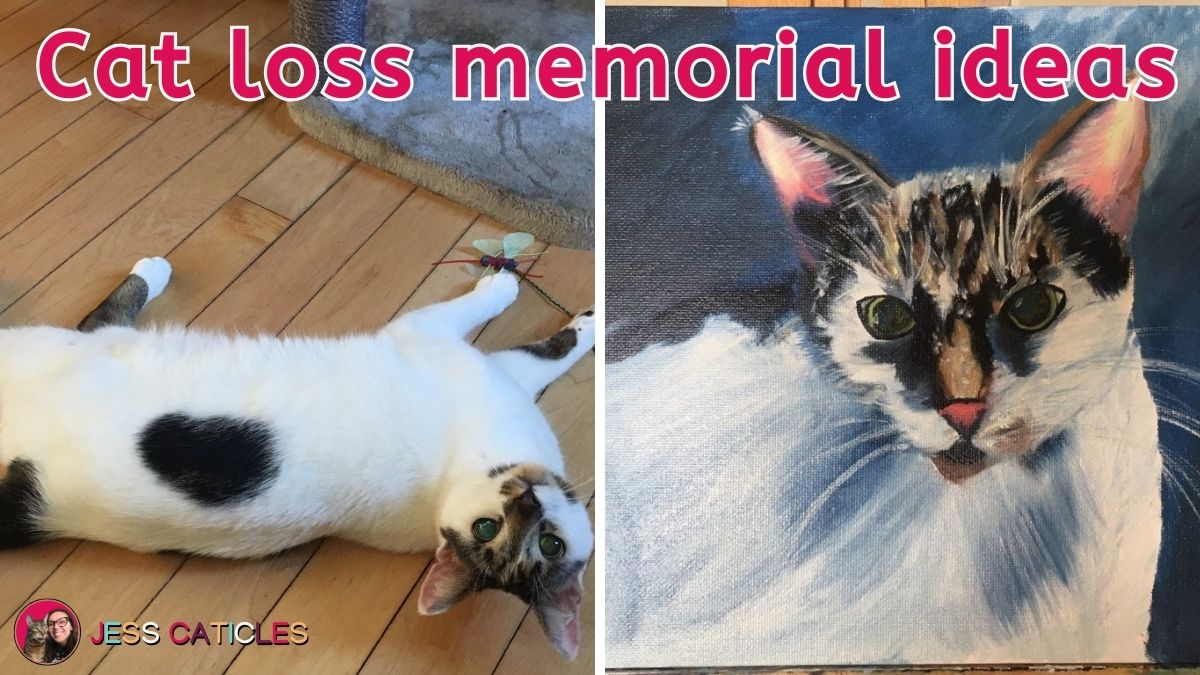 how to get over a dead cat cat loss memorial ideas jess caticles