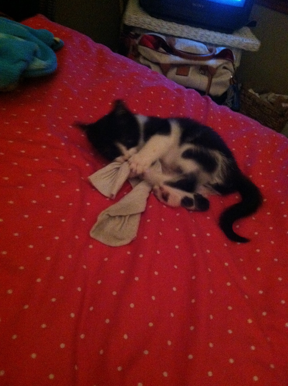 kitten playing with sock