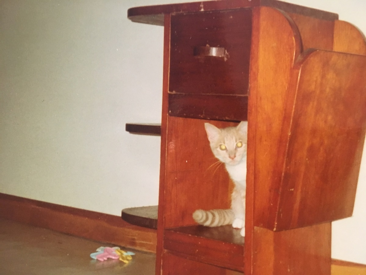 kitten in cupboard