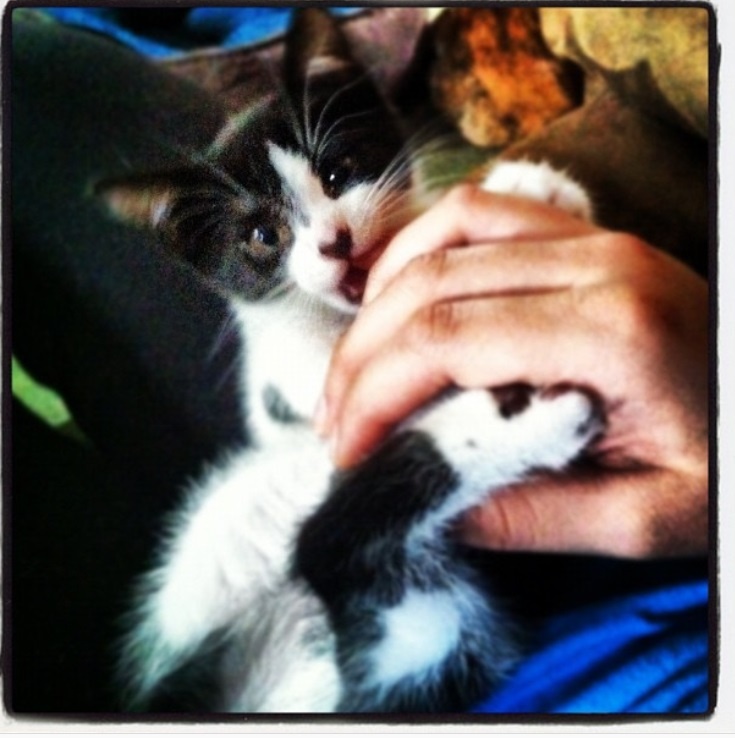 kitten teething and biting hand