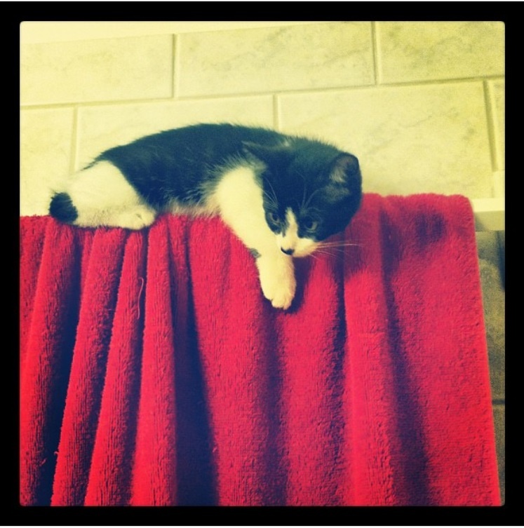 kitten on towel rack