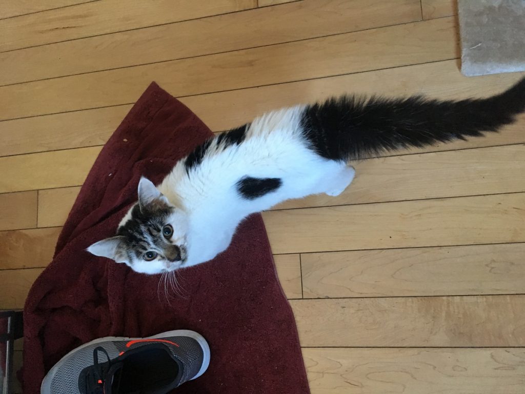 Cat Tail Movement Meaning 8 Secret Communication Signs