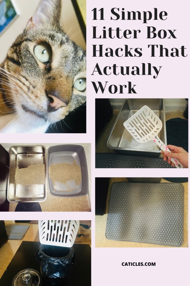 Easy litter cleaning hacks (so your cat box isn't disgusting)