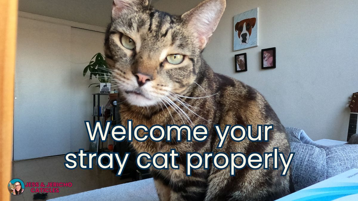 stray cat has adopted me jess and jericho caticles