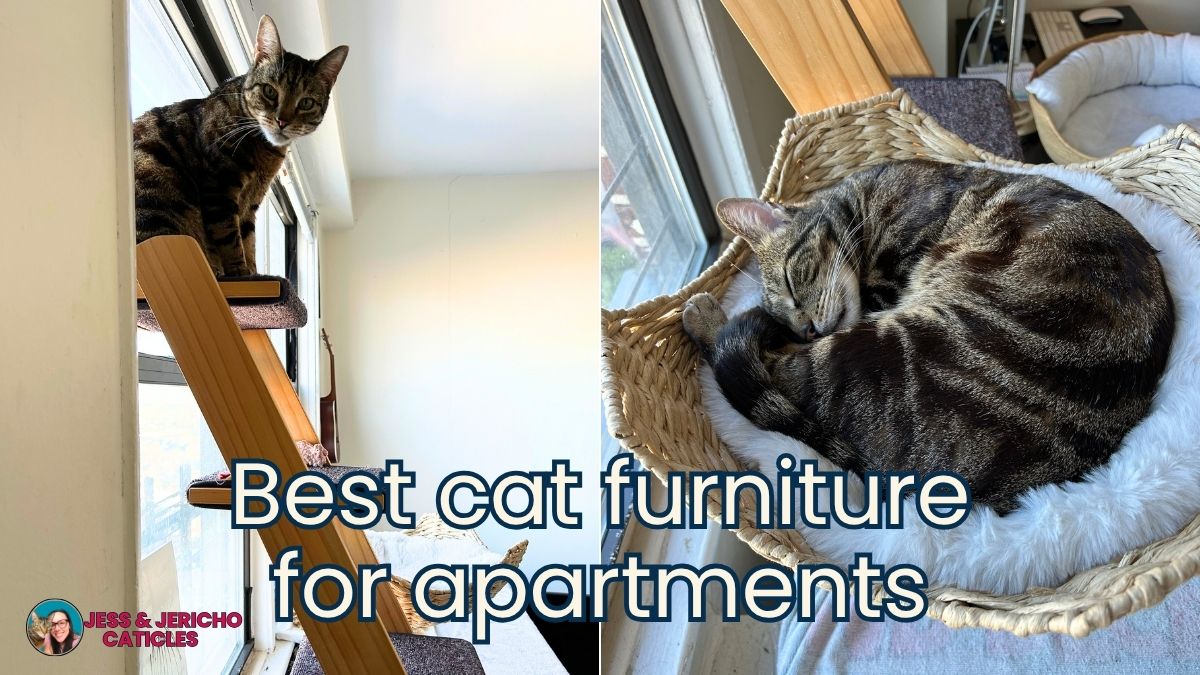 best cat furniture for apartments jess and jericho caticles.com