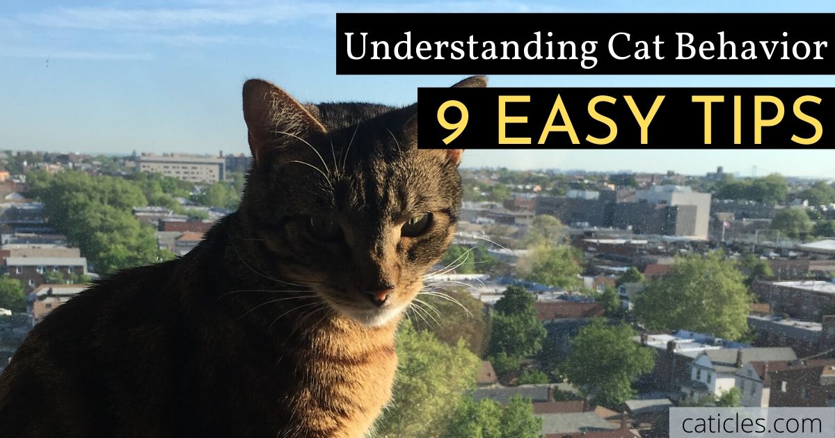 understanding cat behavior 9 easy tips