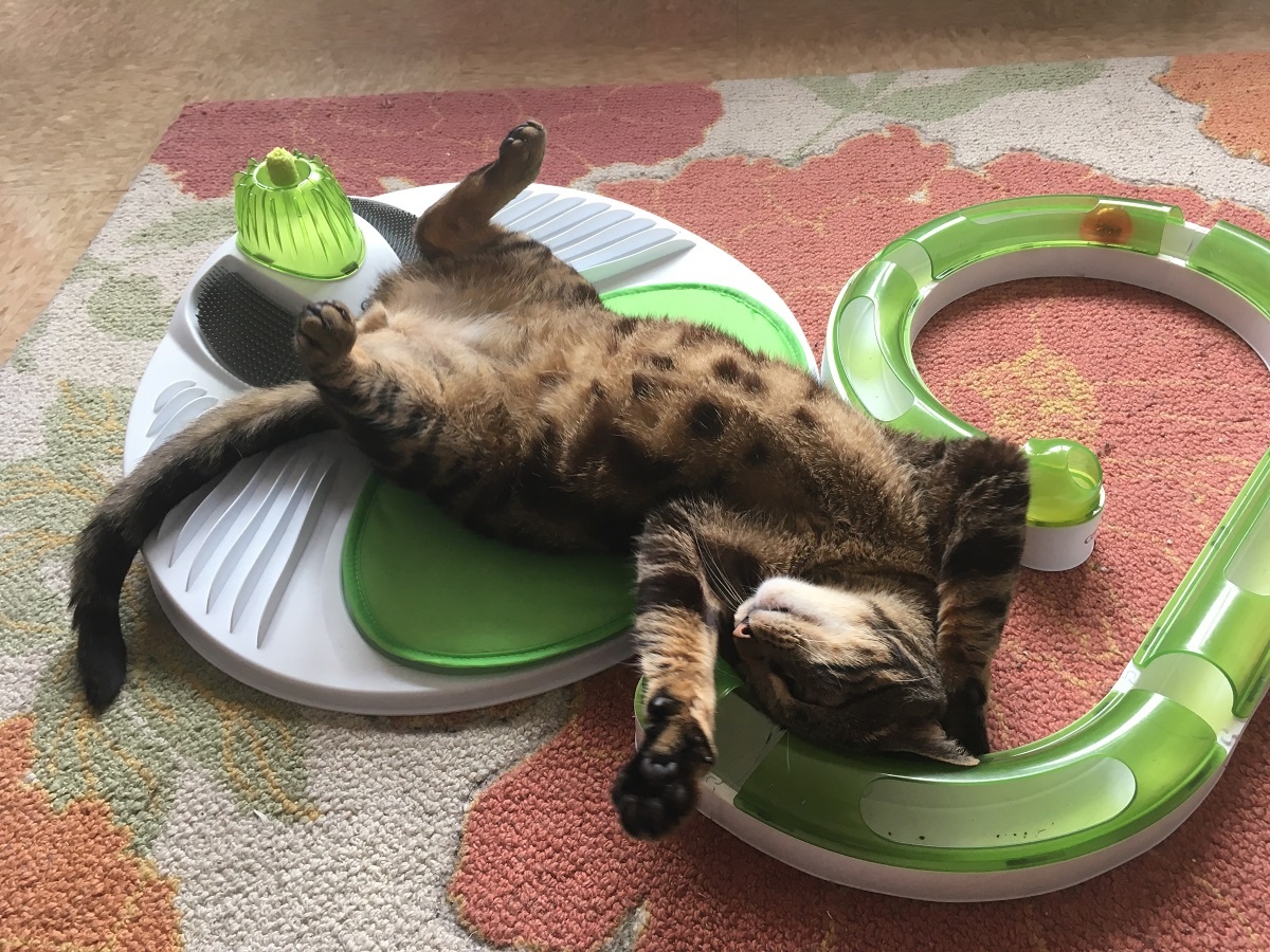 cat showing off his belly