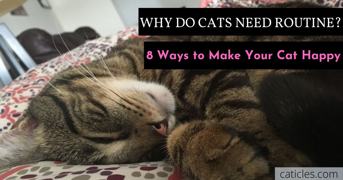 why do cats need routine 8 ways to make your cat happy