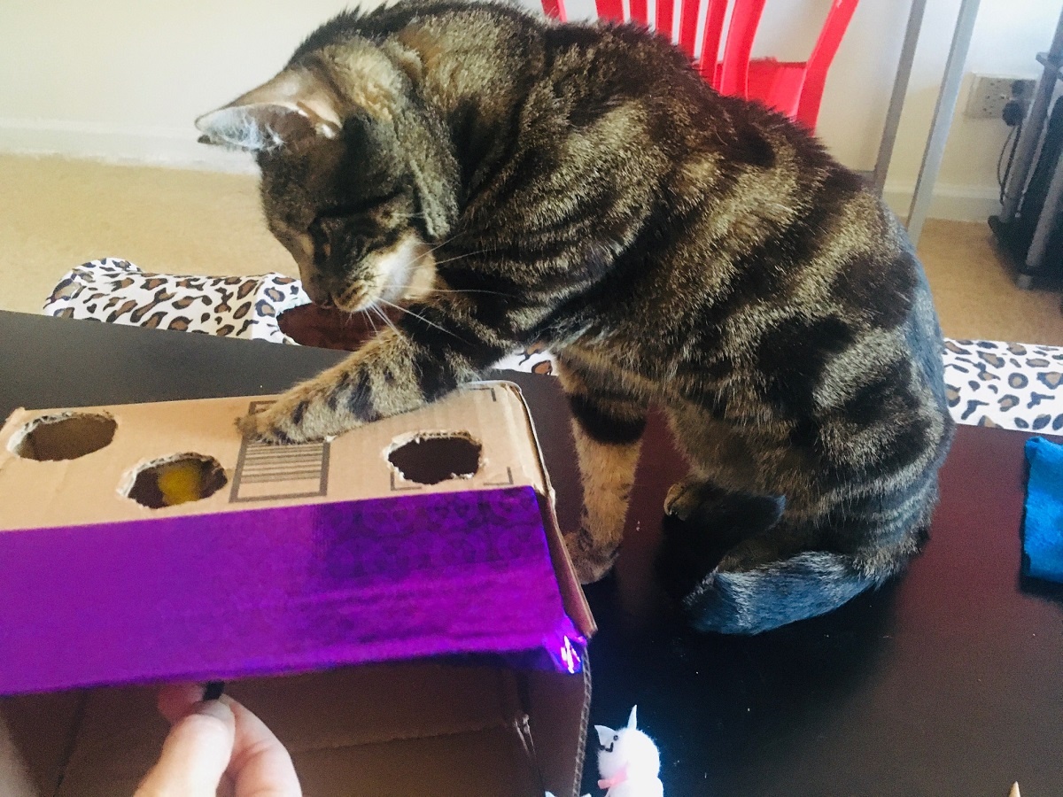 cat easter toys whack a mole with cardboard box