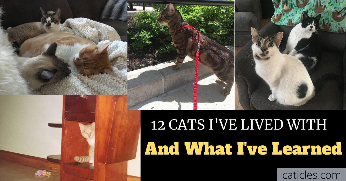 12 cats i've lived with and what i've learned