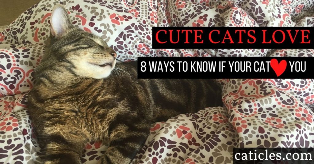 Does My Cat Love Me If He Sleeps with Me? Let's Find Out!