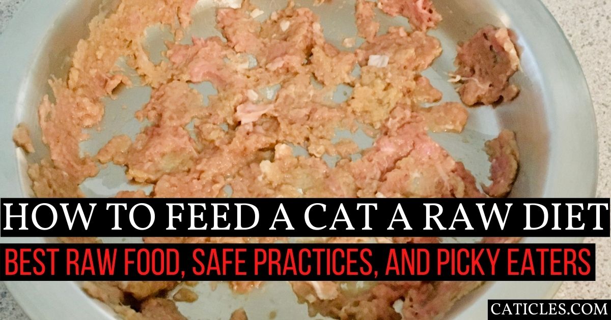 Raw Meat Diet for Cats: How to Feed and Where to Buy