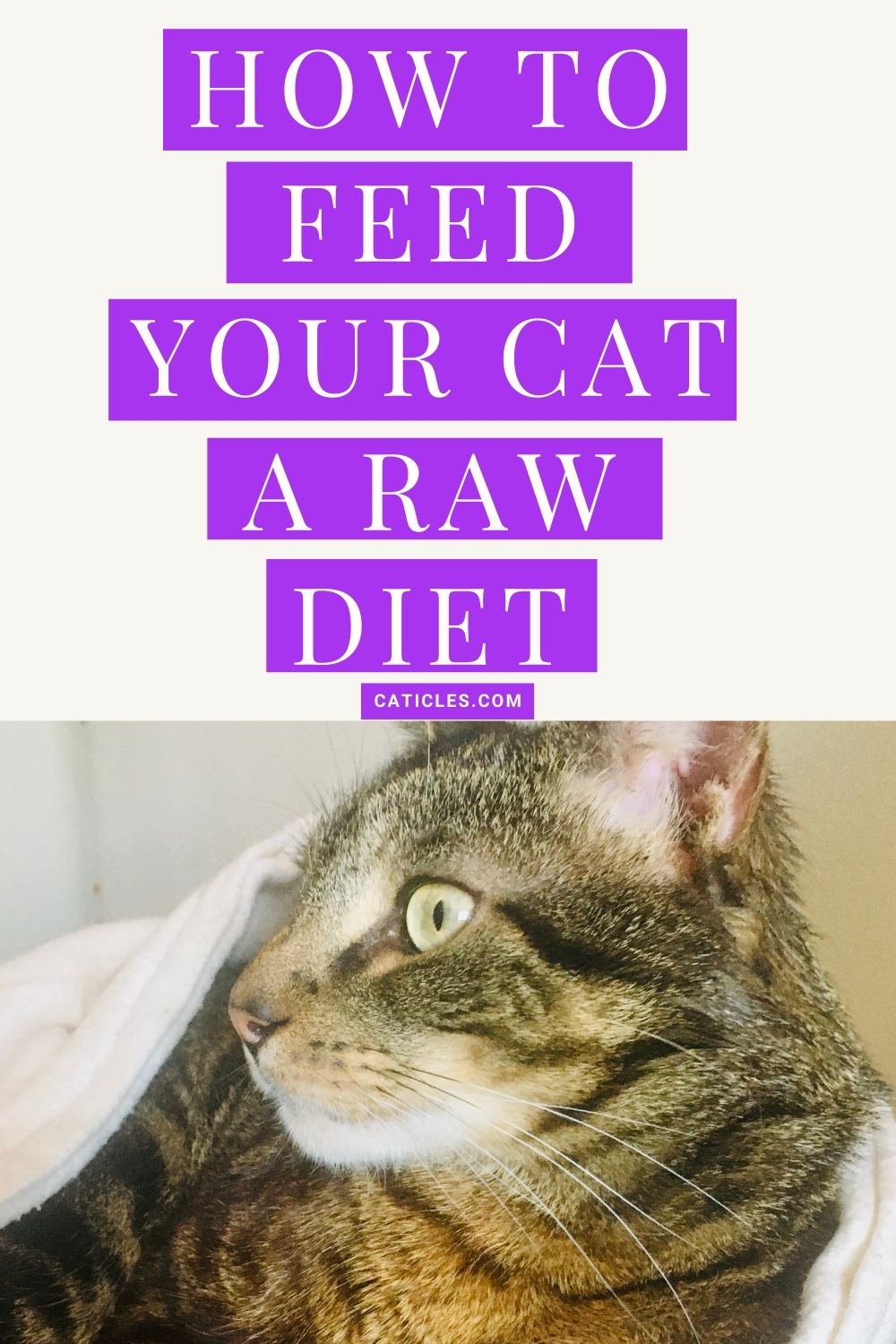 pin image how to feed your cat a raw diet