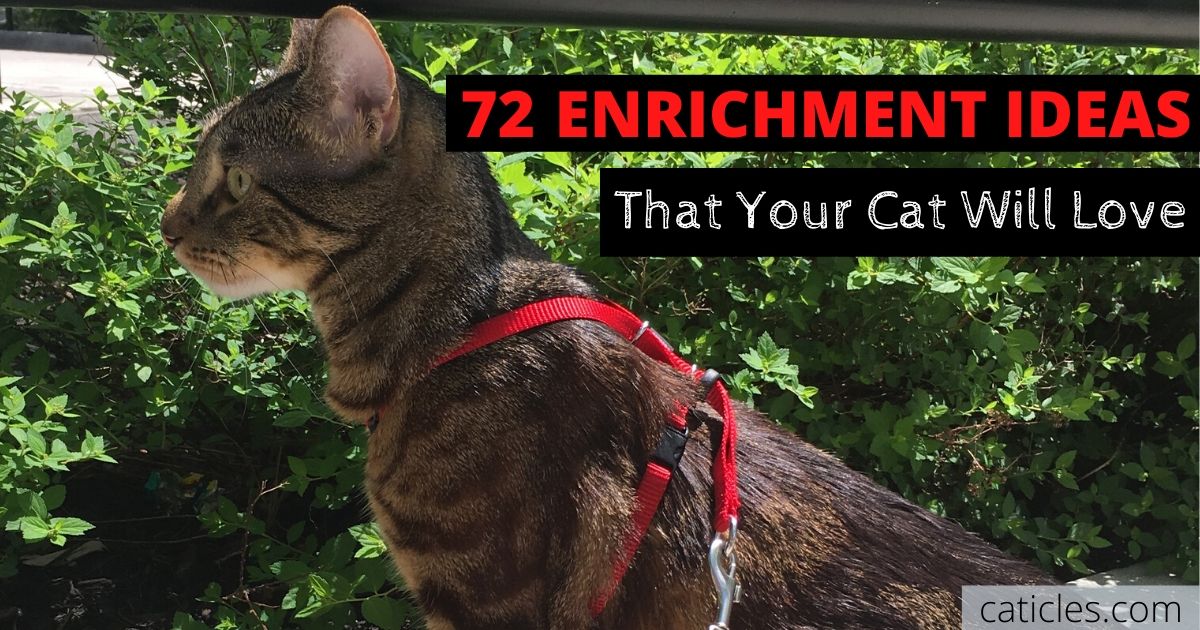 72 enrichment ideas that your cat will love