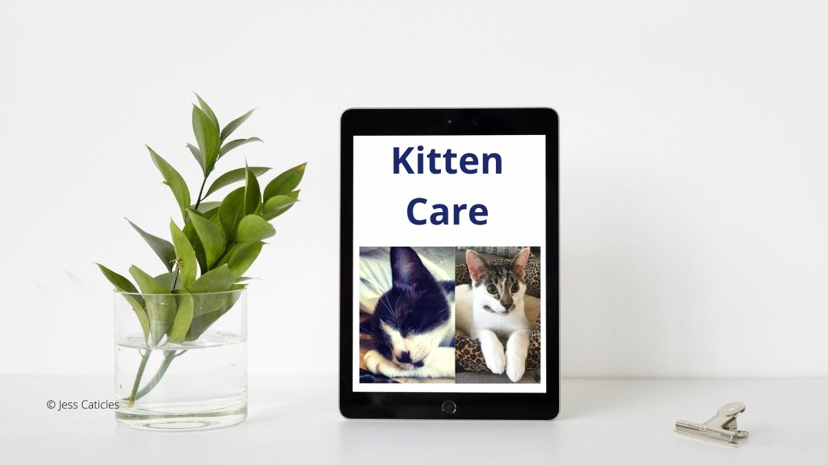 Kitten Care Guide: How to Raise a Happy Kitten