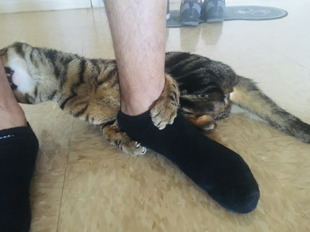 cat biting person ankle