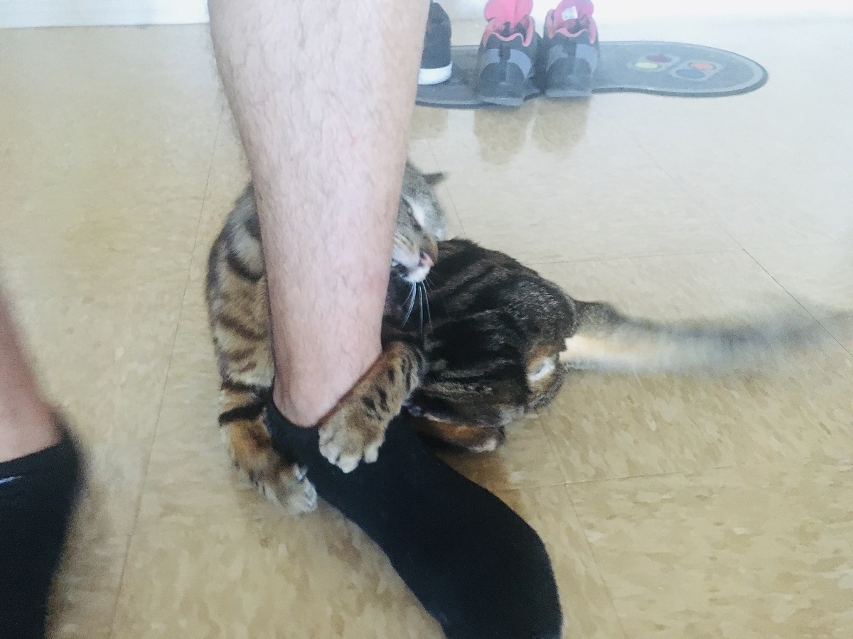 cat biting ankles