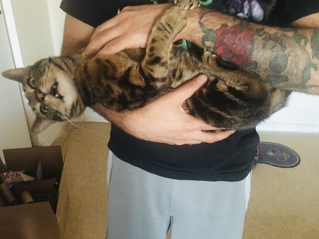 person holding annoyed cat
