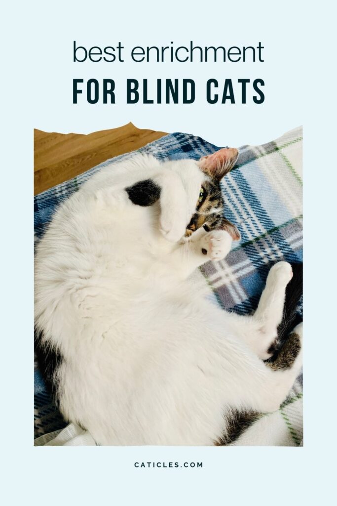 best enrichment for blind cats jess and jericho caticles.com