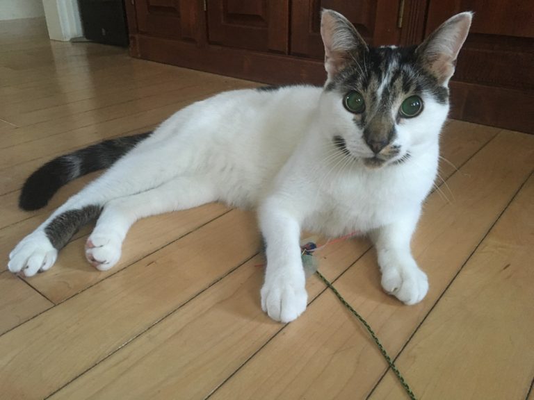 Best Products for Blind Cats Jess Caticles