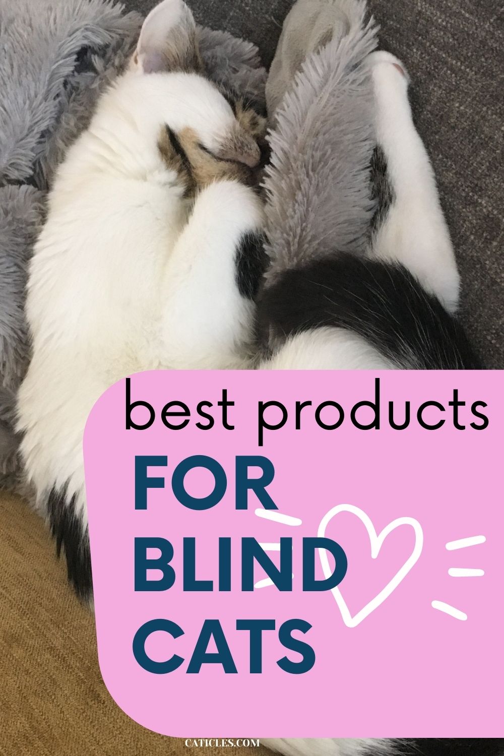 pin image best products for blind cats