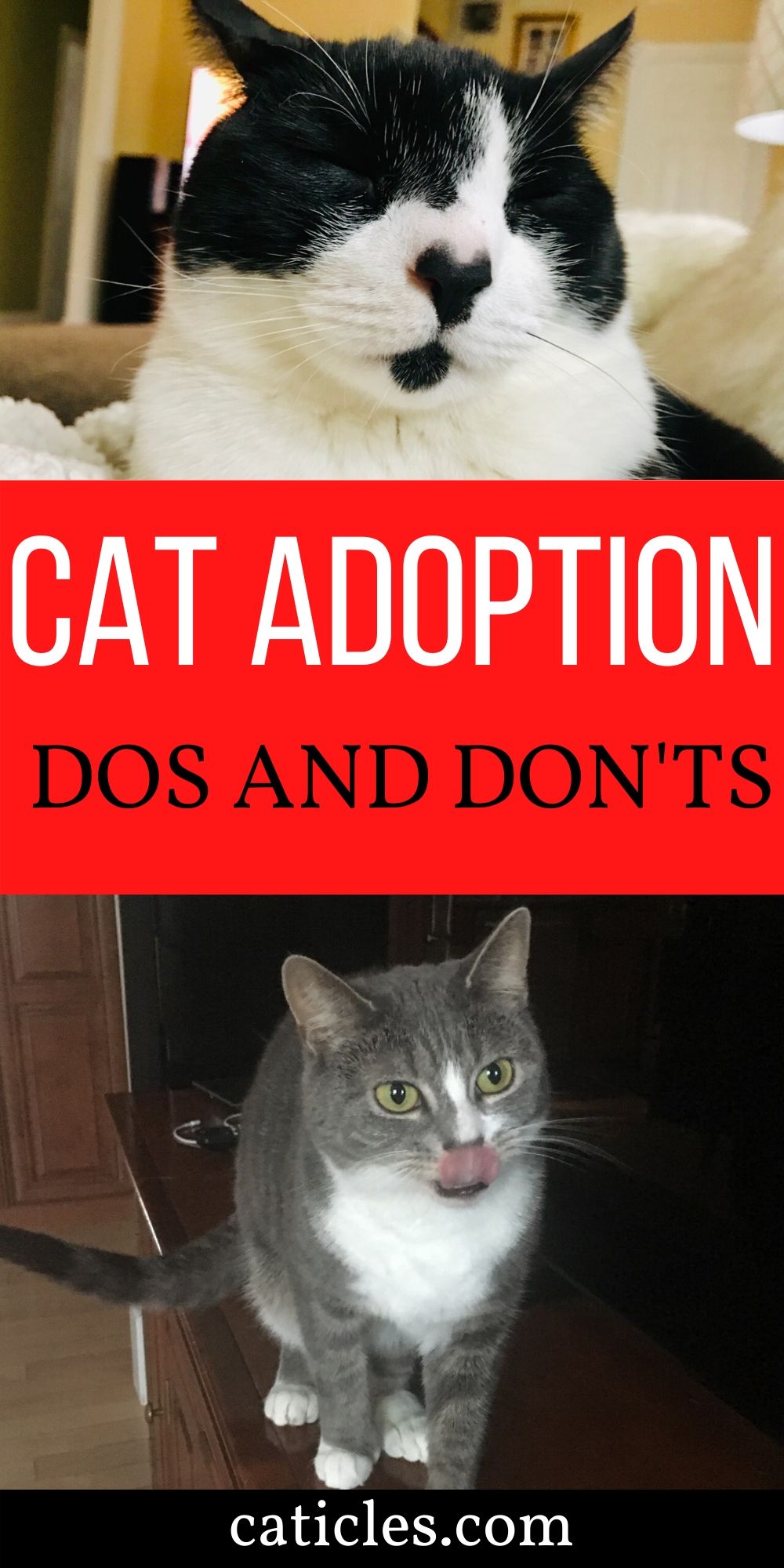 cat adoption dos and don'ts pin image