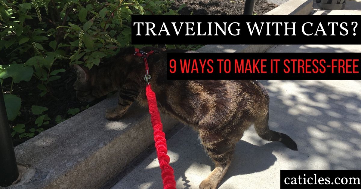 do cats travel well tips