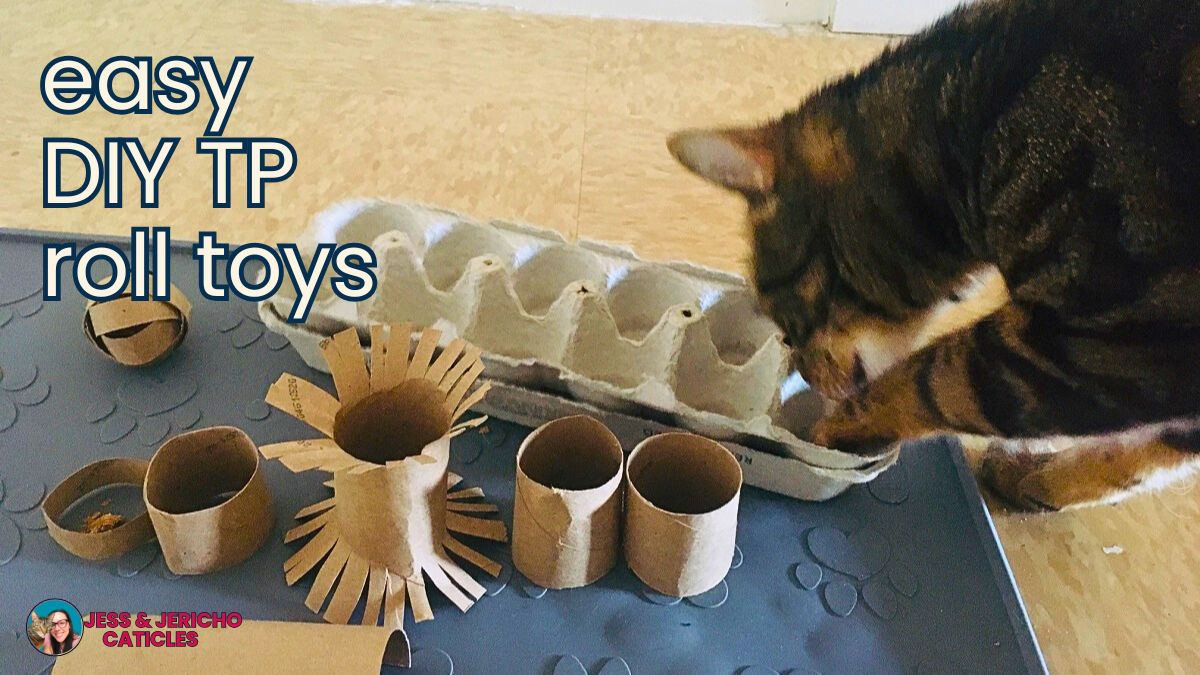 13 DIY toilet paper roll toys you can make for your cat
