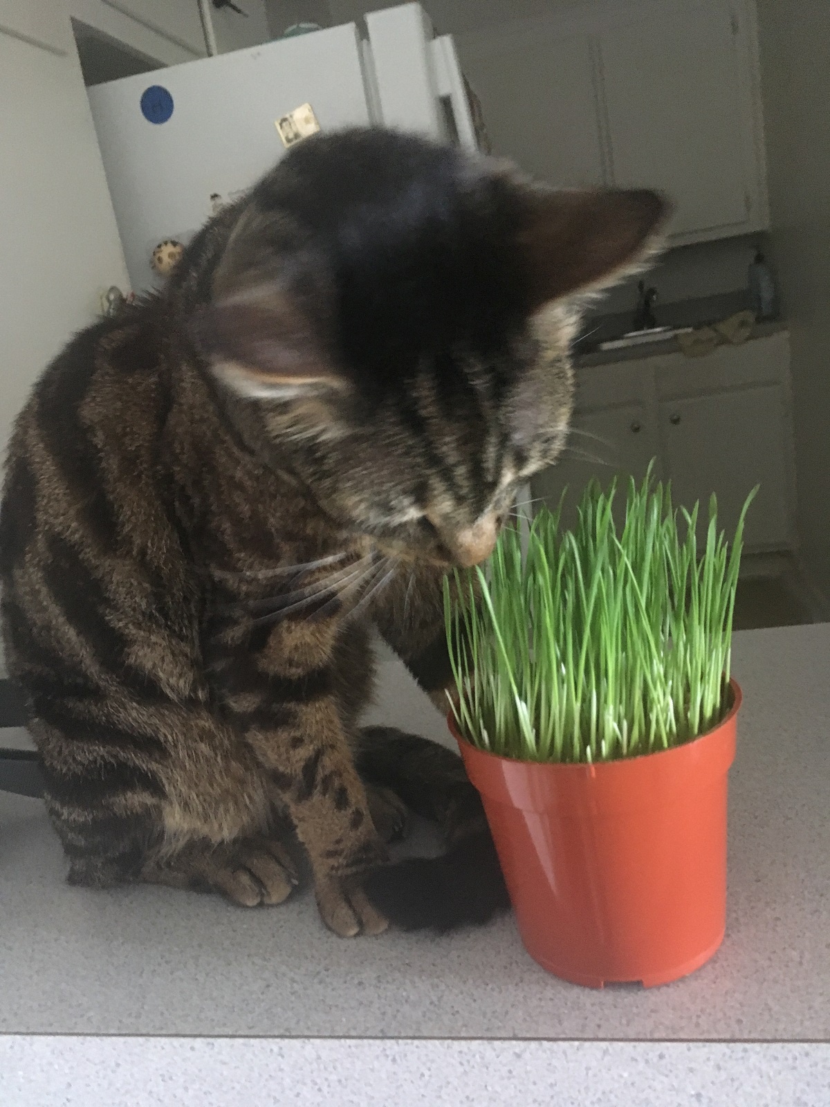 cat grass eco friendly
